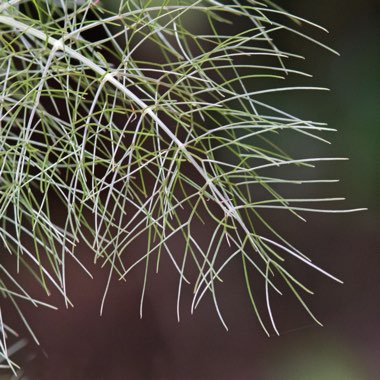 Foeniculum vulgare 'Giant Bronze' syn. Ferula 'Giant Bronze', Ferula communis 'Giant Bronze'