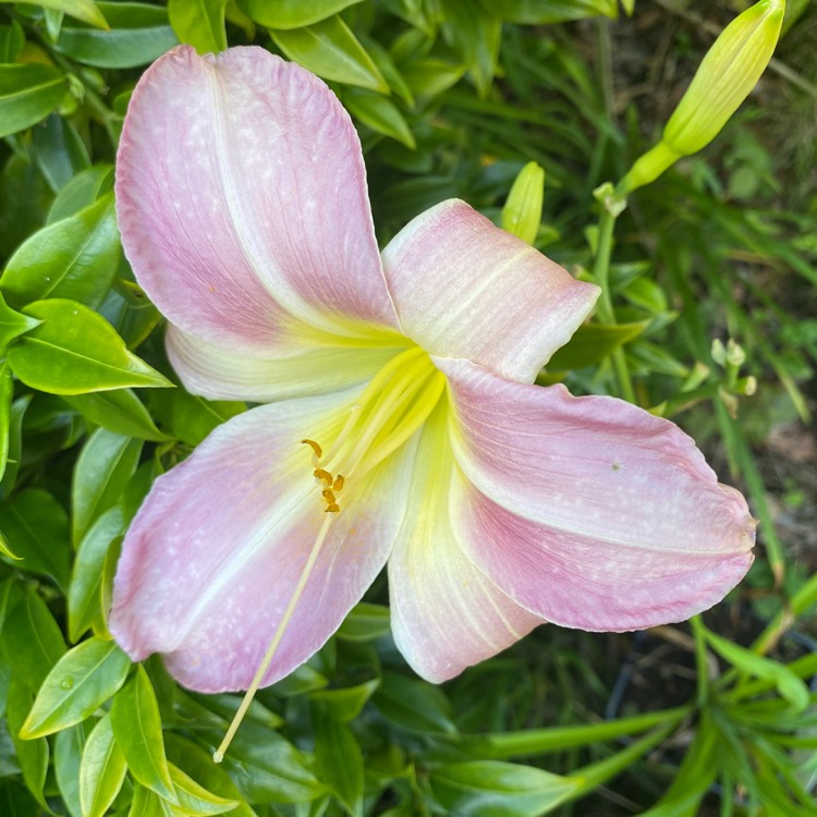 Plant image Hemerocallis 'Catherine Woodbery'