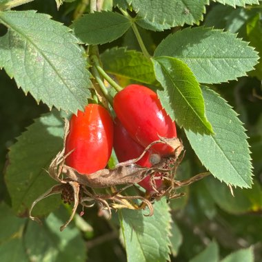 Rosa acicularis syn. Rosa korsakoviensis, Rosa moscovita, Rosa sichotealinensis, Rosa taquetii