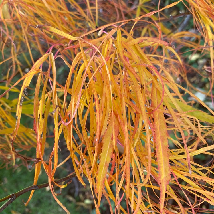 Plant image Acer Palmatum 'Kinshi'