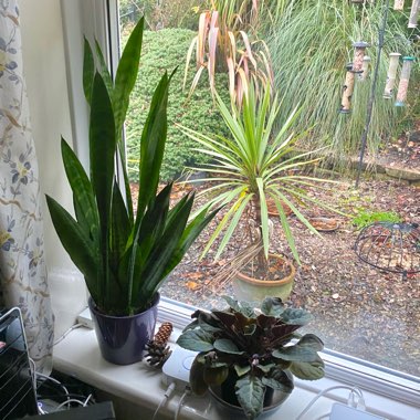 Sansevieria