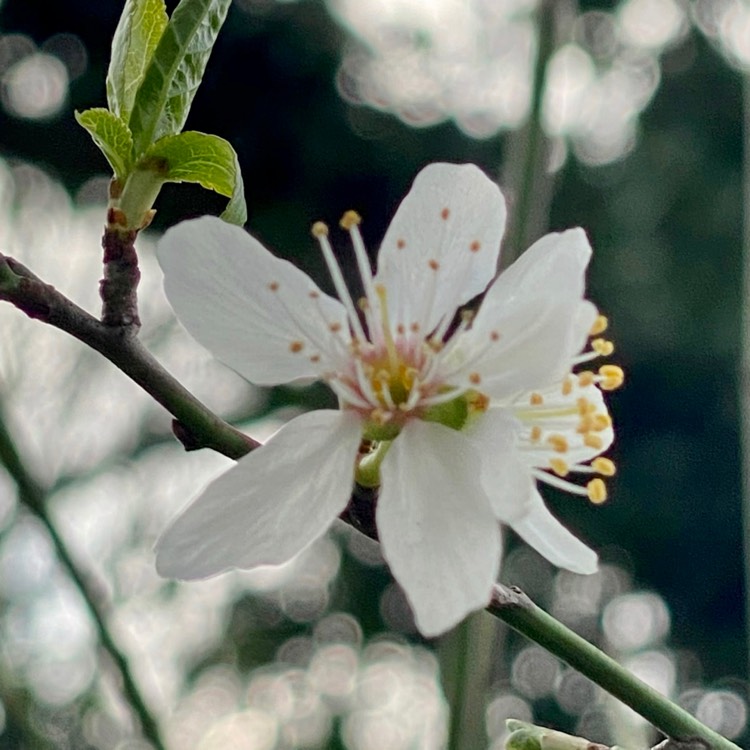 Plant image Prunus padus