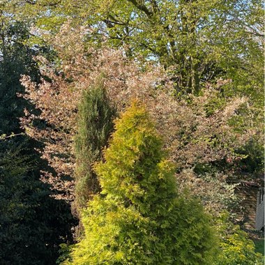 Amelanchier lamarckii