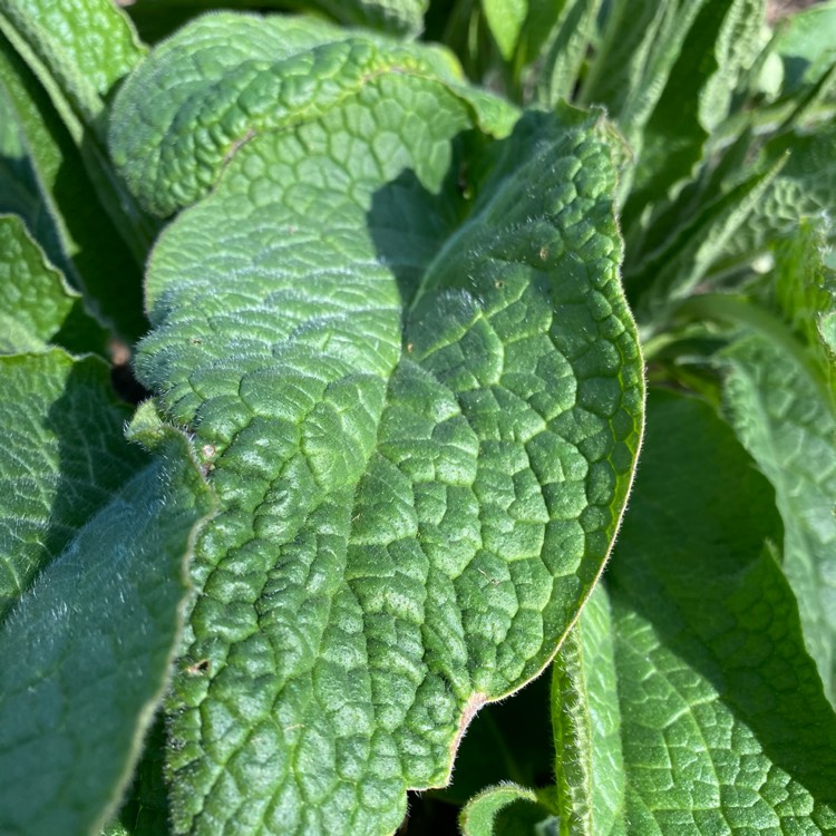 Plant image Symphytum officinale