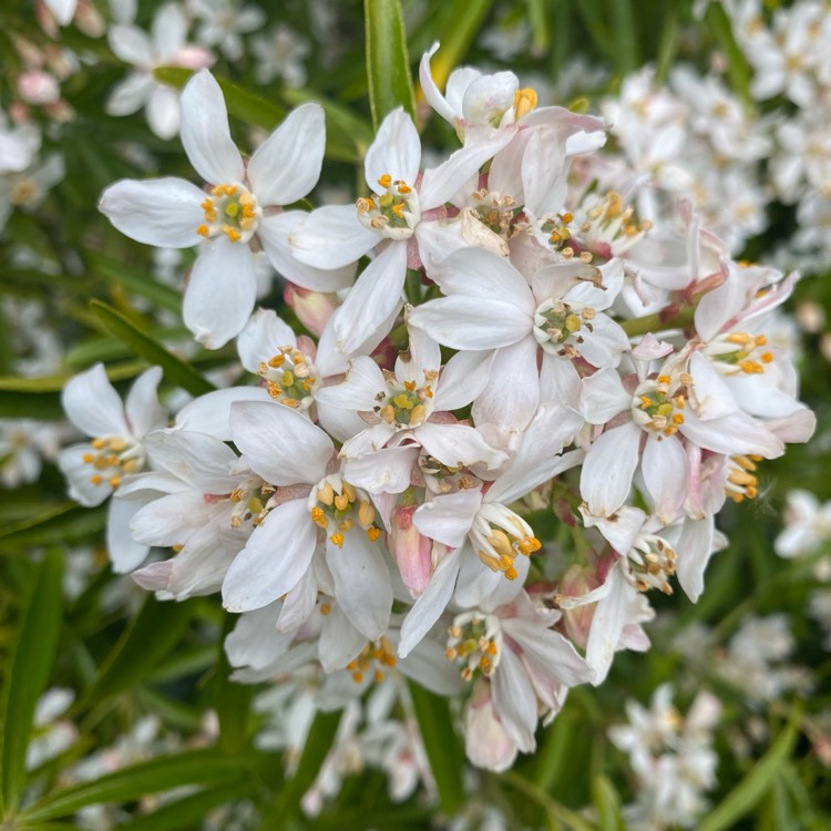 Plant image Choisya x dewitteana 'Aztec Pearl'