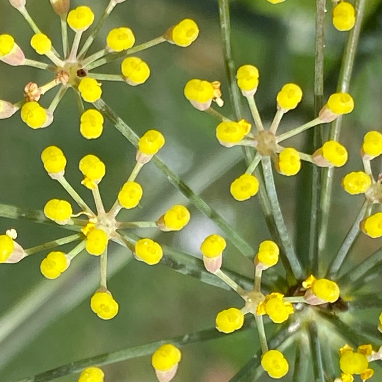 Plant image Foeniculum vulgare 'Giant Bronze' syn. Ferula 'Giant Bronze', Ferula communis 'Giant Bronze'