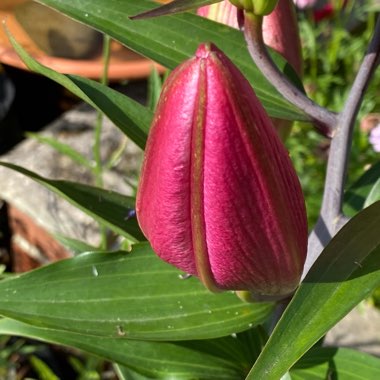 Lilium 'Pink Perfection Group'