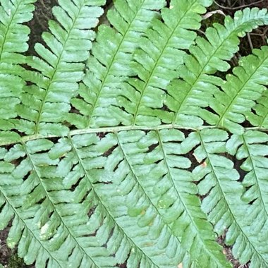 Dryopteris