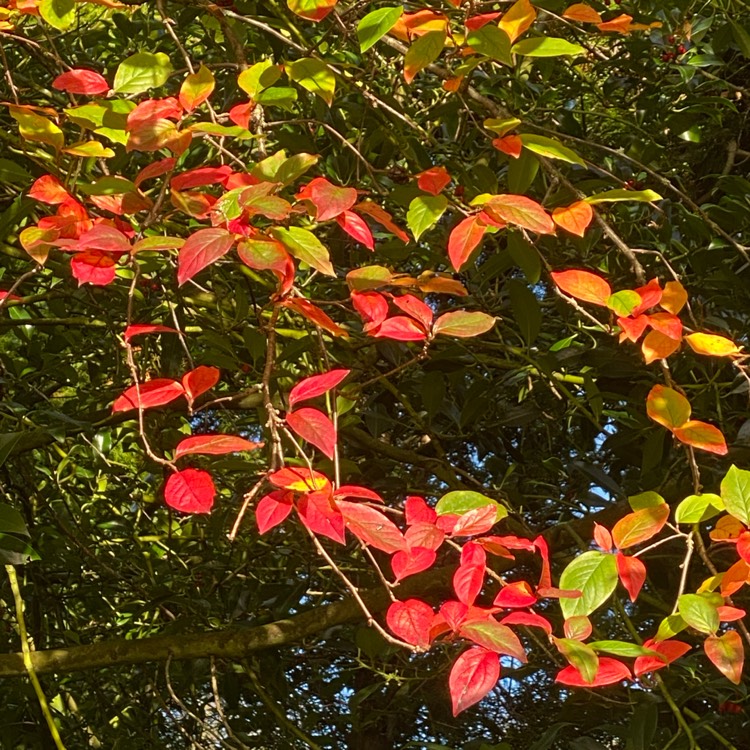 Plant image Cotoneaster