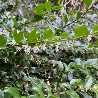 Sarcococca