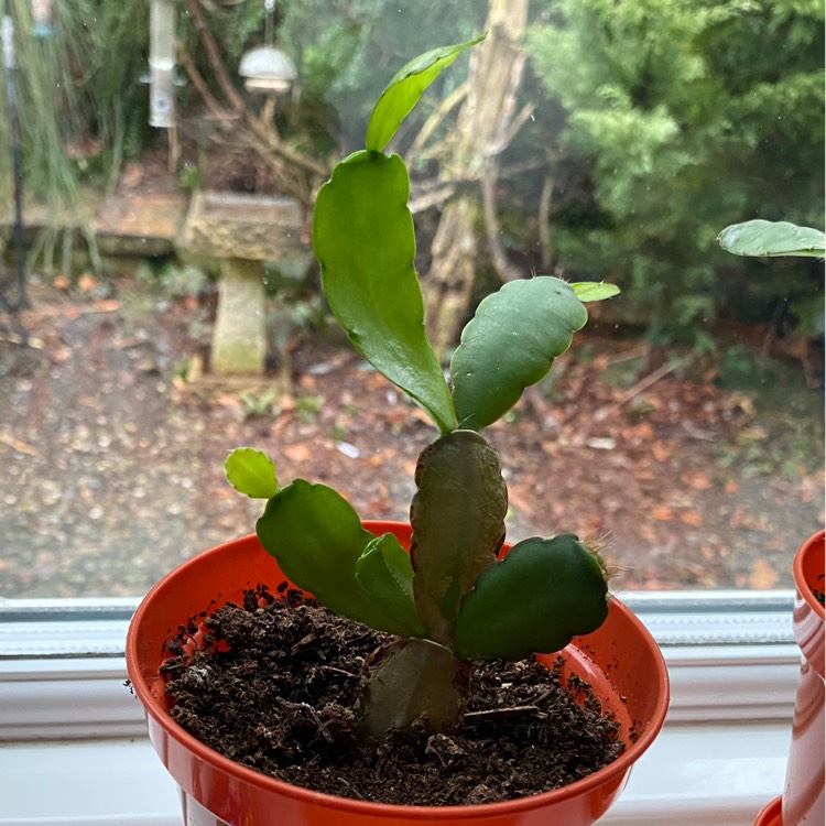 Plant image Schlumbergera