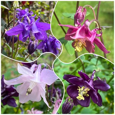 Aquilegia