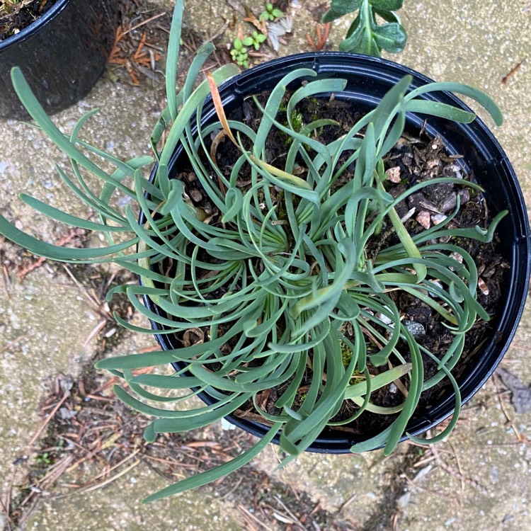 Plant image Allium senescens subsp. glaucum