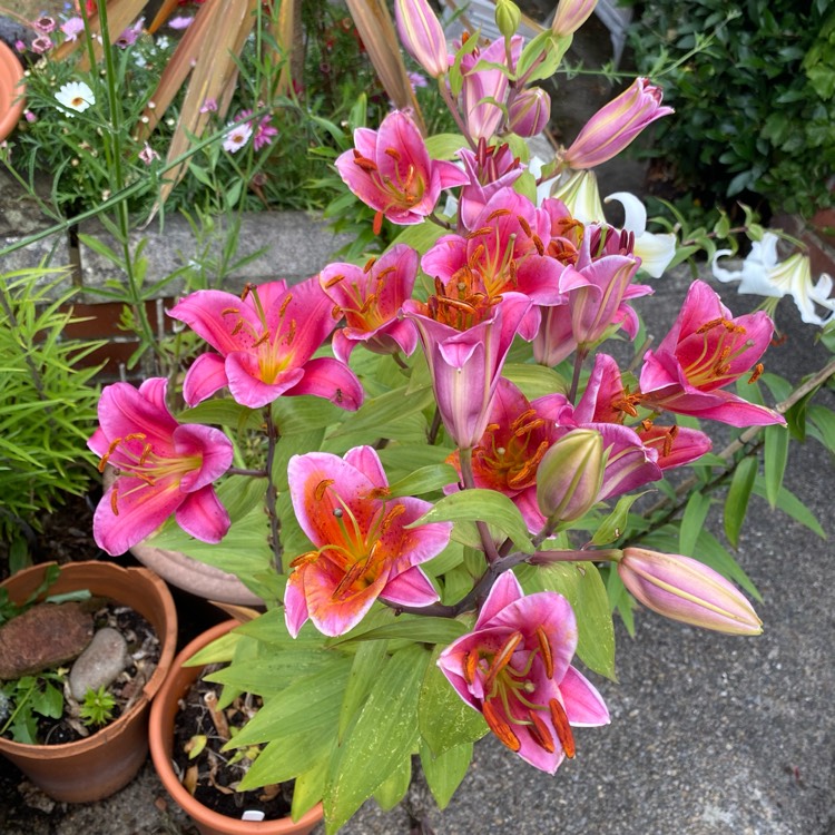 Plant image Lilium 'Pink Perfection Group'