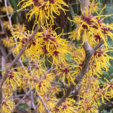 Hamamelis mollis