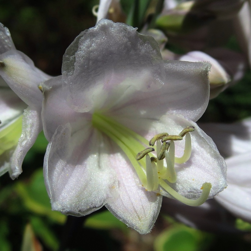 plant image 165147