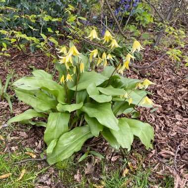 Erythronium 'Pagoda'