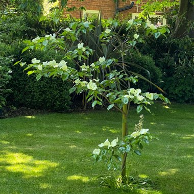 Cornus kousa 'Venus'