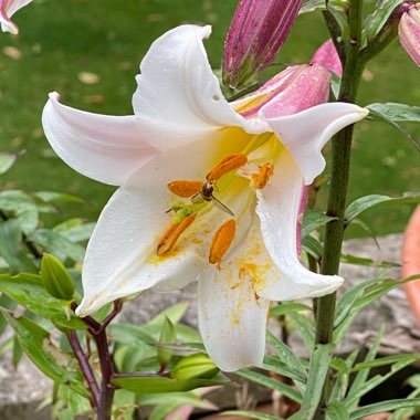 Lilium regale 'Album'