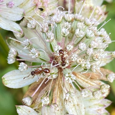 Astrantia