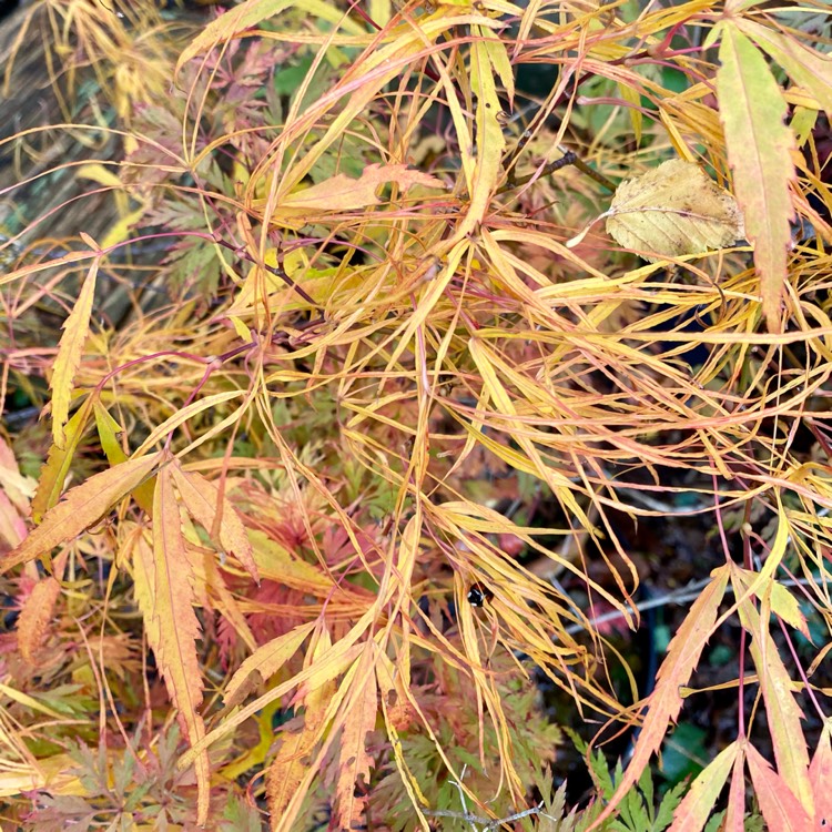 Plant image Acer Palmatum 'Kinshi'