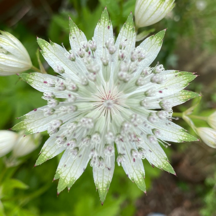 plant image 1716720