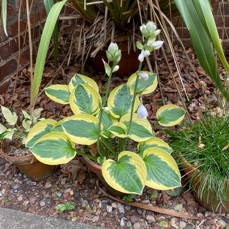 plant image 1717264