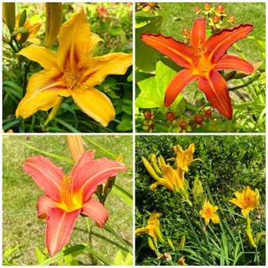 Hemerocallis