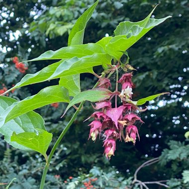 Himalayan Honeysuckle