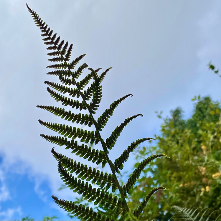 Plant image Athyrium filix-femina