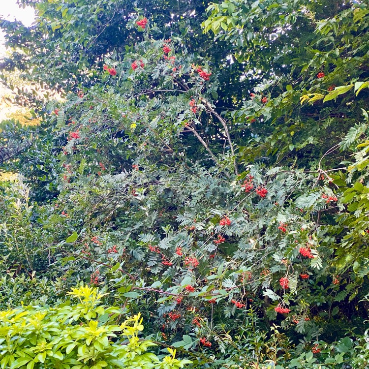 Plant image Sorbus aucuparia