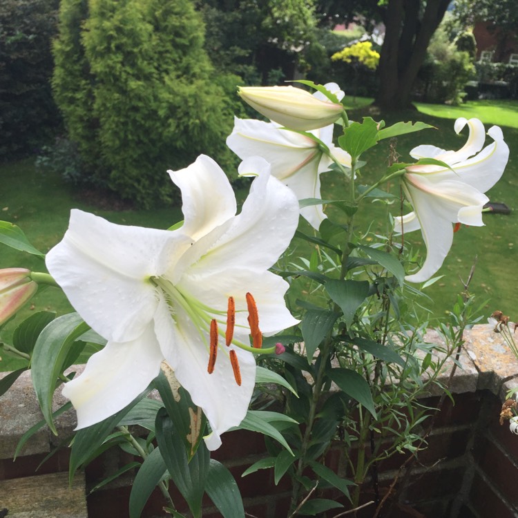 Plant image Lilium 'Casa Blanca'