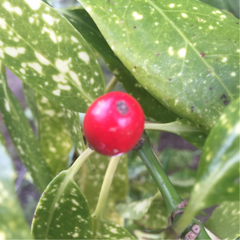 Plant image Aucuba japonica Variegata