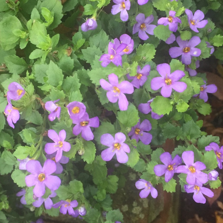 Plant image Bacopa