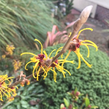 Hamamelis mollis