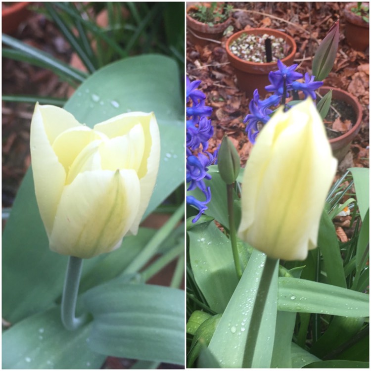 Plant image Tulipa 'Purissima' syn. Tulipa 'White Emperor'