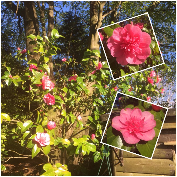 Plant image Camellia x williamsii 'Debbie'