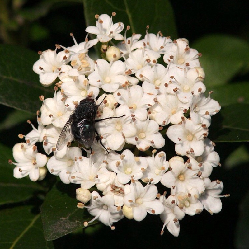 Viburnum tinus 'Lucidum'