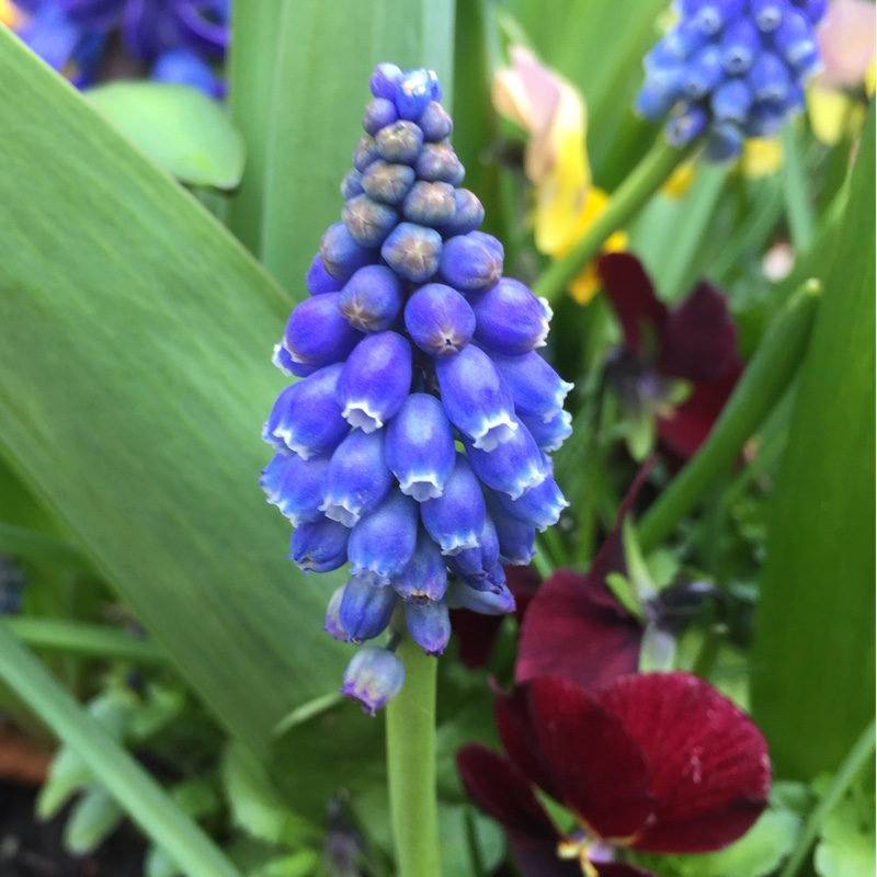 Muscari armeniacum