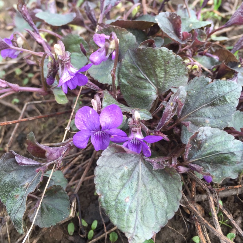 Viola riviniana 'Purpurea'