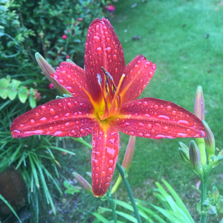 Plant image Hemerocallis 'Sammy Russell'