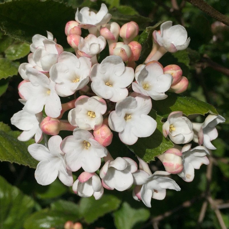 Viburnum carlesii 'Aurora'