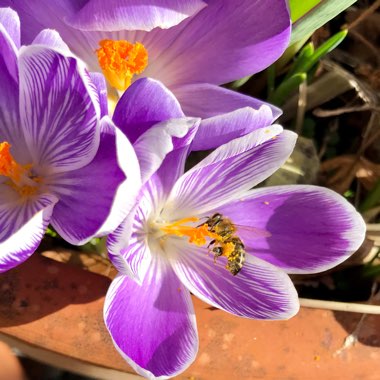 Crocus