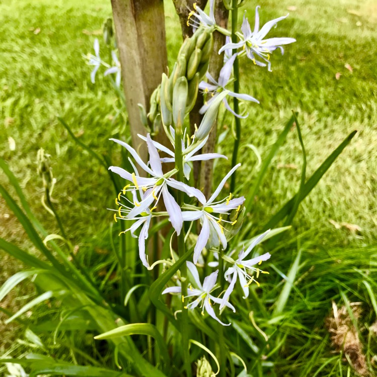 Plant image Camassia 'Blue Heaven'