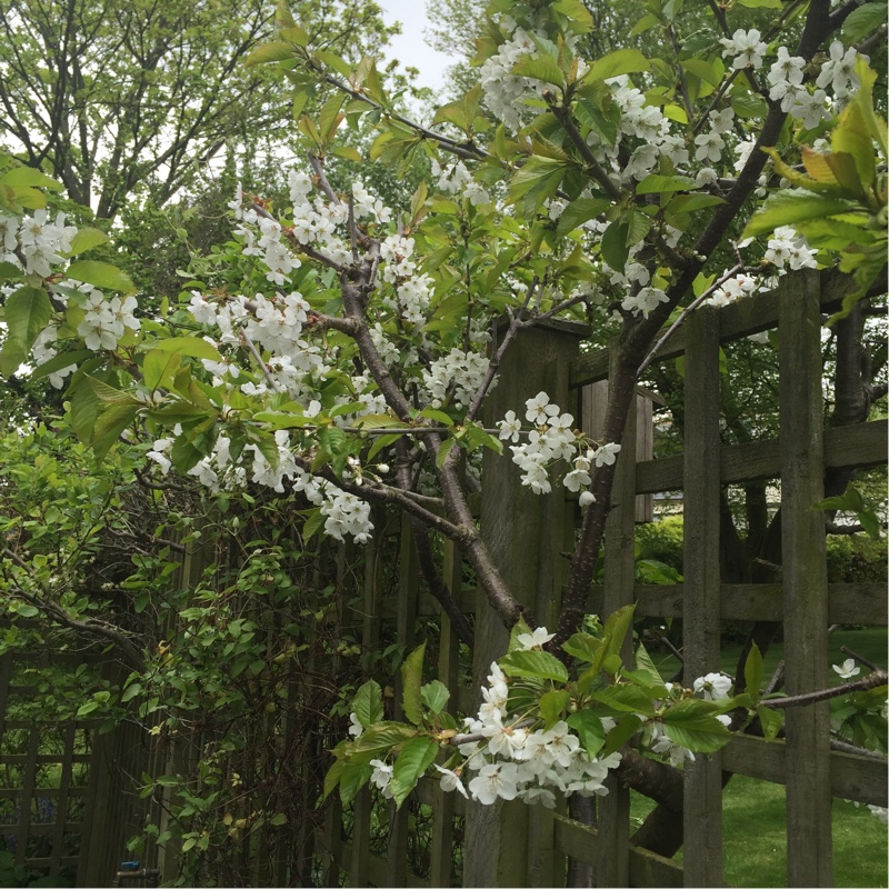 Prunus Cerasus 'Morello'