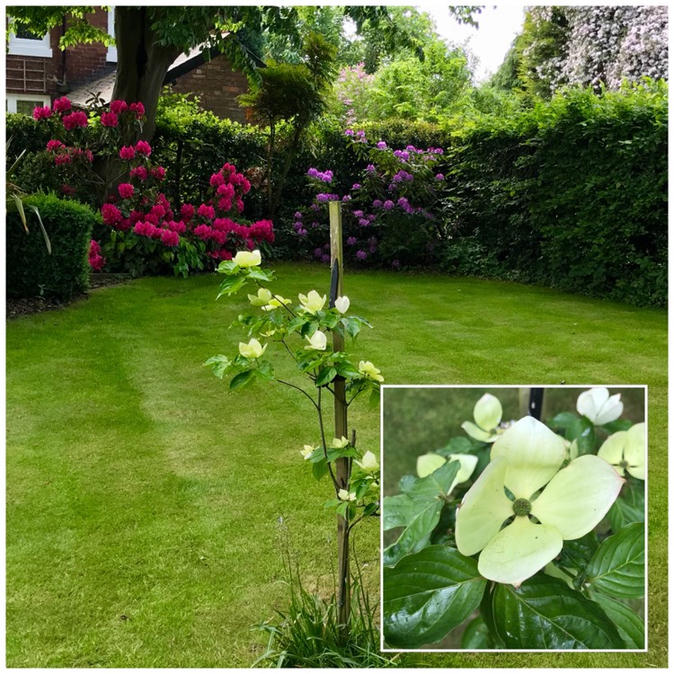 Plant image Cornus kousa 'Venus'