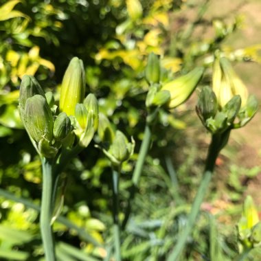 Hemerocallis