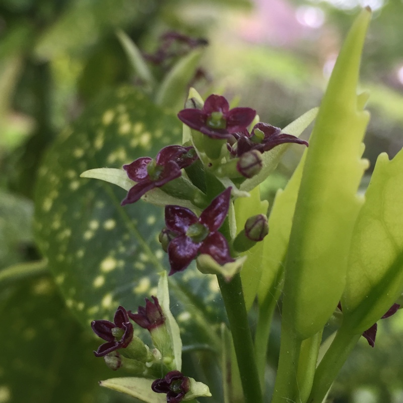 Plant image Aucuba variegata 'Crotonifolia'