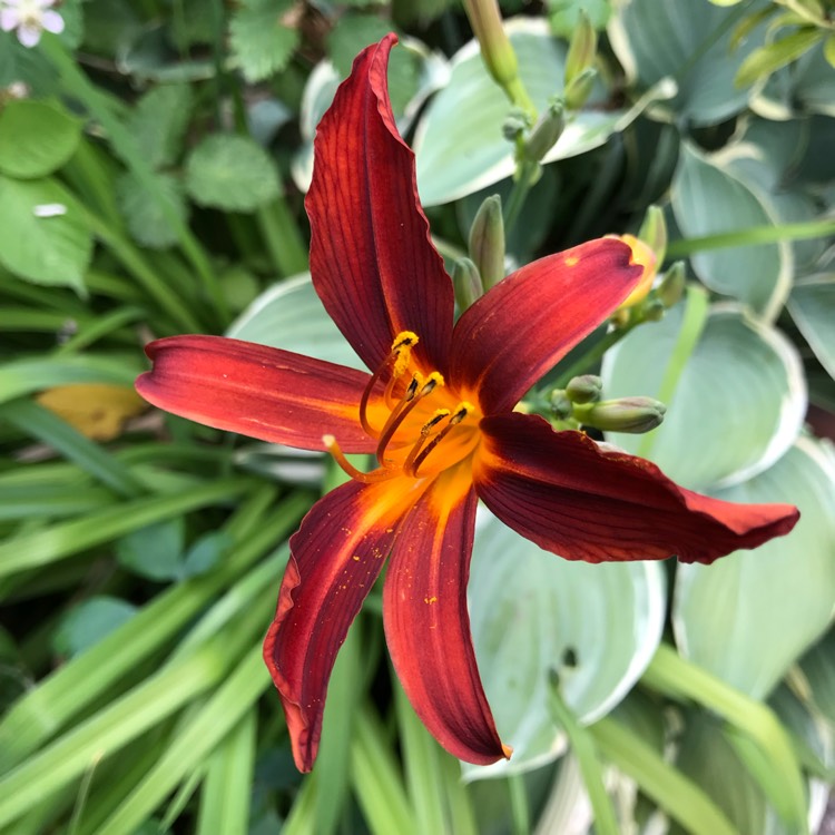 Plant image Hemerocallis 'Sammy Russell'