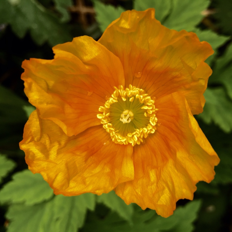 Plant image Papaver nudicaule 'Gartenzwerg Group' syn. Papaver nudicaule 'Garden Gnome Group'